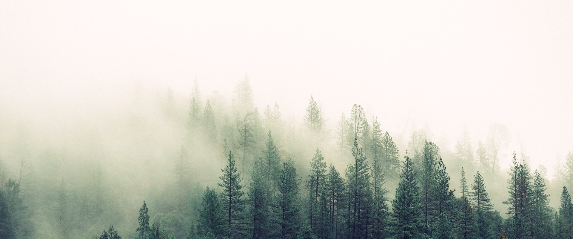 How to Find and Use High Quality Free Stock Images for Personal and Commercial Purposes