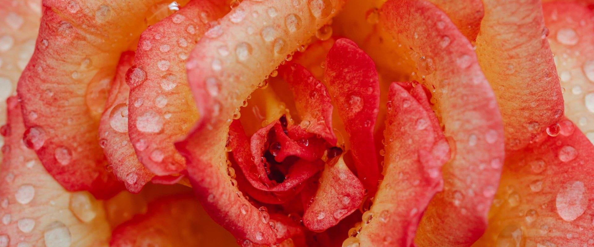 How to Find High Quality Free Stock Images for Personal or Commercial Use