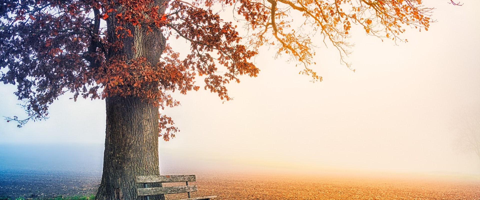A Comprehensive Look at Pixabay: Your Ultimate Source for High Quality, Free Stock Images