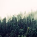 How to Find and Use High Quality Free Stock Images for Personal and Commercial Purposes