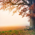 A Comprehensive Look at Pixabay: Your Ultimate Source for High Quality, Free Stock Images