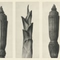 Types of Works in the Public Domain: A Comprehensive Overview