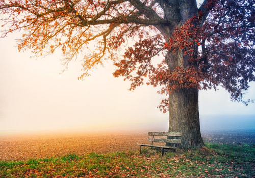 A Comprehensive Look at Pixabay: Your Ultimate Source for High Quality, Free Stock Images