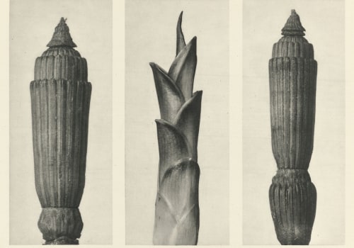 Types of Works in the Public Domain: A Comprehensive Overview